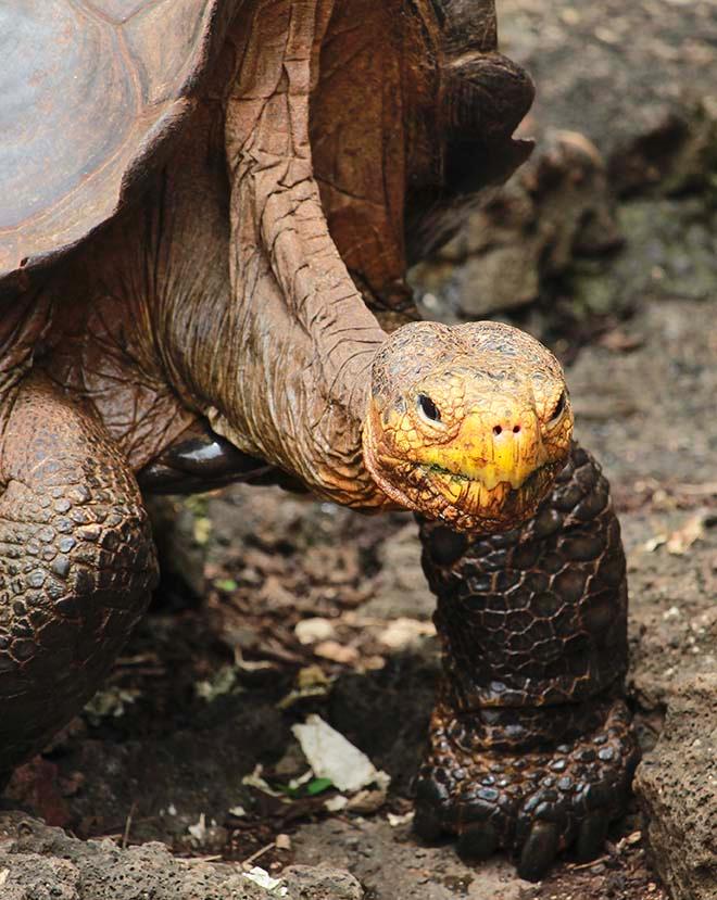 Tortoise at Charles Darwin Sanctuary © Annika Fredriksson